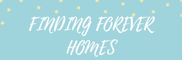 FINDING FOREVER HOMES blue background with stars