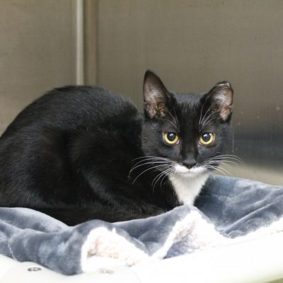 SUGAR at SPCA.
Domestic Shorthair/Mix, Black/White Female – 6 months old.
Found stray, thought to be feral due to the ear tip, but discovered during her shelter stay that she was friendly enough to be adopted.
 small black and white cat