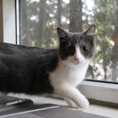 POTTER at SPCA.
Domestic Shorthair – 9 months old. 
Surrendered for protection, in need of a loving home. grey and white cat