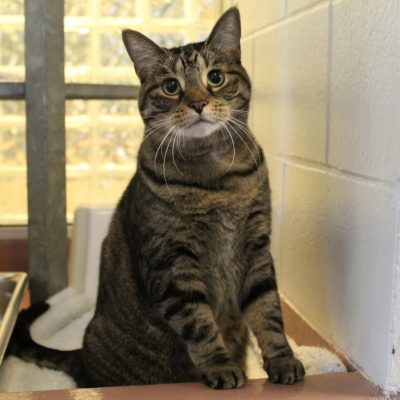 PETTIGREW at SPCA.
Tabby Cat Female – Adult.
Found a stray, looking for a patient family as there are some behavioural issues.  Tabby cat