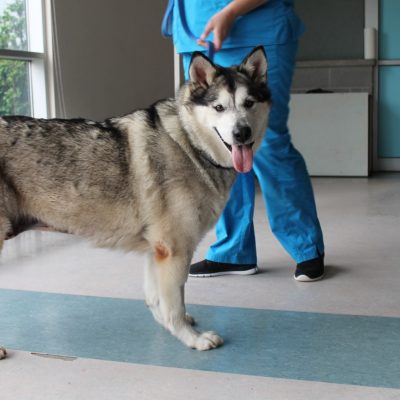 BABETTE at SPCA.
Big white Alaskan Malamute Female – 3 years old.
Loves attention and is an all around good girl. Obedience classes are recommended as always to teach her skills and to build a bond with her new owners.
 big husky dog