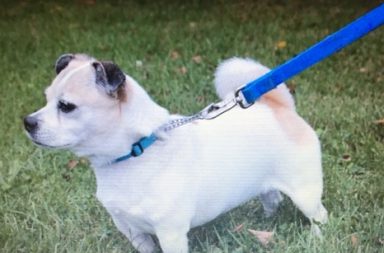Little dog on blue leash