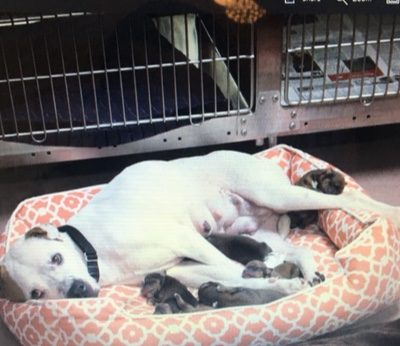 SABRINA at SPCA. Recently gave birth to pups. Check Hamilton-Burlington SPCA for adoption details. dog with puppies