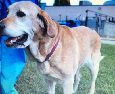 PHYLISS at SPCA. Golden Retriever Female – 10 years old. She is just about the sweetest dog you’ll ever meet. She came to SPCA as an unclaimed stray from the City of Hamilton Animal Services. golden retriever