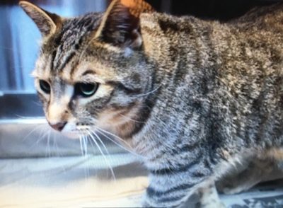 JOEY at SPCA. Domestic Shorthair – Brown – Tabby. Female – 3 years old. Weight: 6.48 kg Bitten: No Bite History, Danger: No