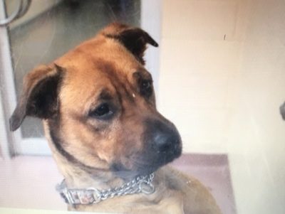 NORTH at SPCA. Needs patience and love. A little standoffish with other animals. dog