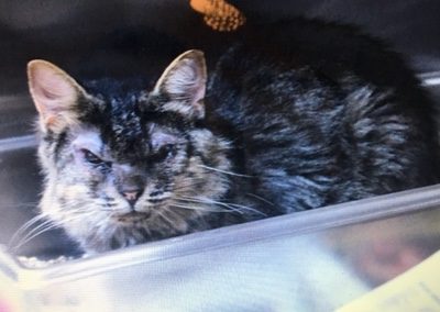 WILLAH at SPCA. A tough girl that has been through multiple eye surgeries. Needs lots of love. shabby cat